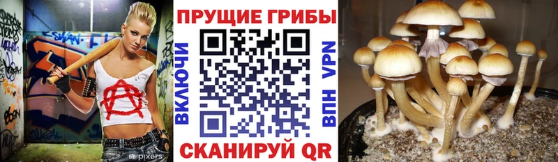 Псилоцибиновые грибы Psilocybine cubensis  Купить где  Харабали 